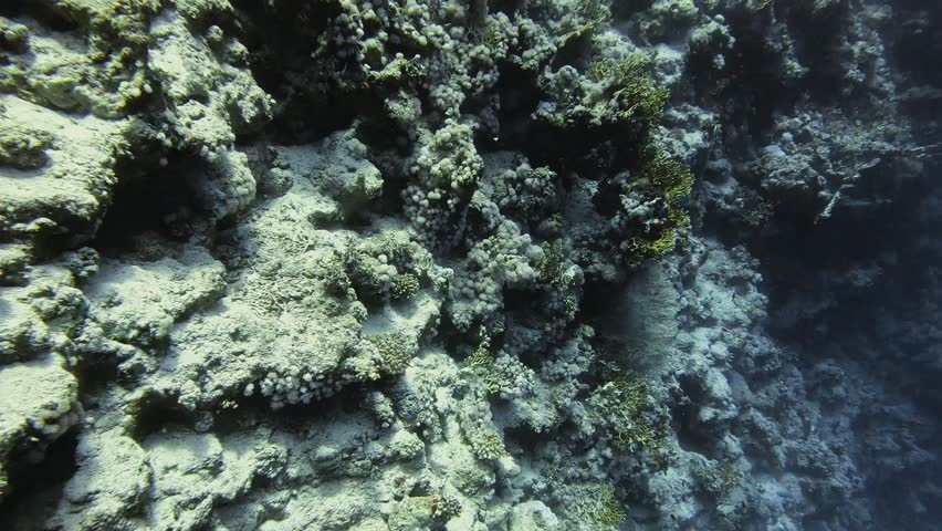 Common Giant Clam (Tridacna maxima). Sharm el Sheikh, Egypt.