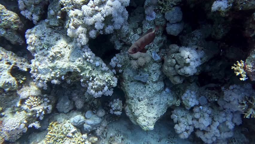 Crescent tail bigeye, taken in Red Sea, Egypt.