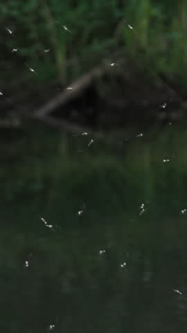 Mosquito Swarm in Slow Motion Vertical Video