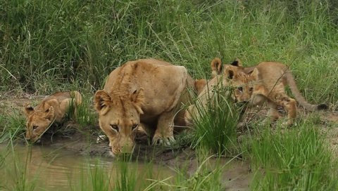  Lioness and her cubs drinking water from a river in the wild.