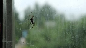 big black spider on the web. Spider web on a window in an abandoned house - Powered by Shutterstock - Get 15% off with code: PIKWIZARD15