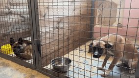 Animal shelter. Dogs in an enclosure waiting to be adopted. - Powered by Shutterstock - Get 15% off with code: PIKWIZARD15