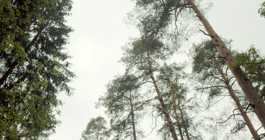 Tall forest trees during walking. Camera looks up while moving showing large coniferous trees on a cloudy day.