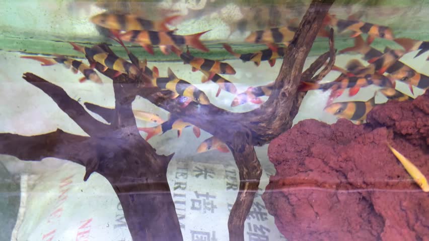 real tiger botia fish in the aquarium,chromobotia macracanthus