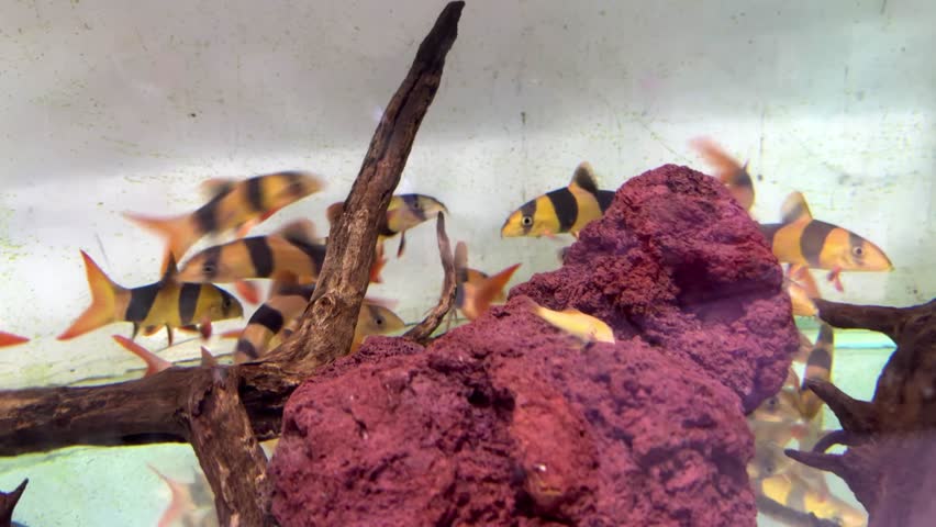 real tiger botia fish in the aquarium,chromobotia macracanthus