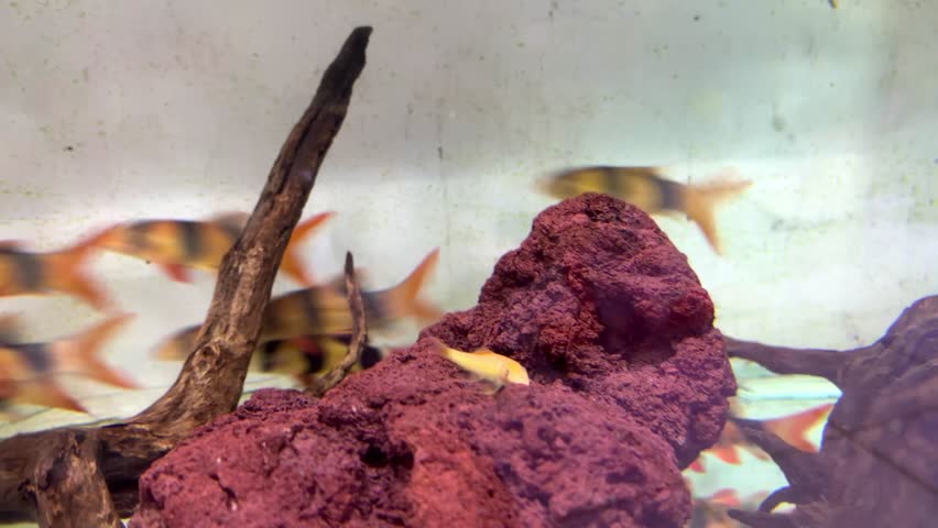 real tiger botia fish in the aquarium,chromobotia macracanthus