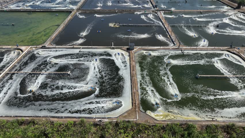 Aerial View of Shrimp Farming in Indonesia