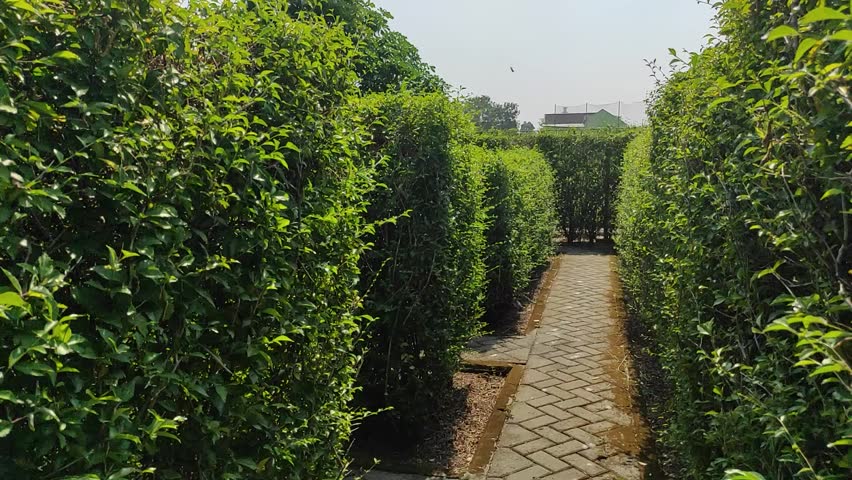 a labyrinthine condition from the inside made of green bushes that are so nice