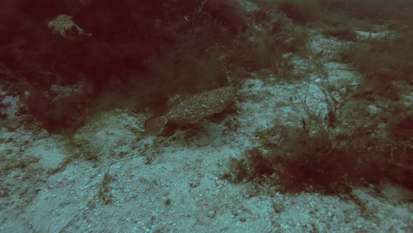 Flatfish swimming above sand seabed, Slow motion, Lemon sole (Microstomus kitt)