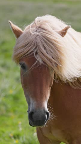 Vertical portrait of brown Icelandic horse. Cute horse with blond mane turns its head on background of green grass