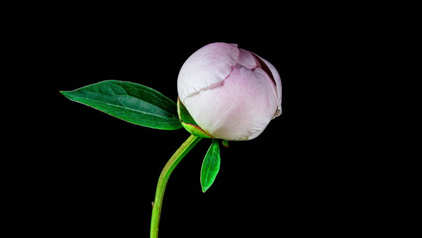 White Pink Peony Blooming in Time Lapse on a Black Background. Tender Flower Moving Petals Close Up While Blossoming. Tender Spring Flower with Yellow Center. Floral Background