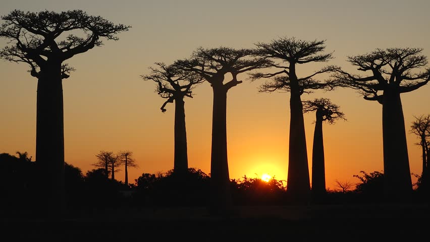 Observing the Breathtaking Aerial View of Baobab Trees in Madagascar During a Picturesque Sunset Is Truly a Memorable Experience.
