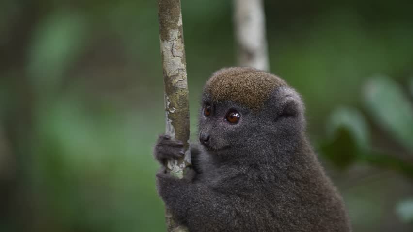 Lemur Gracefully Scaling a Tree in the Lush Rainforest of Madagascar, Blending Harmoniously With Its Surroundings