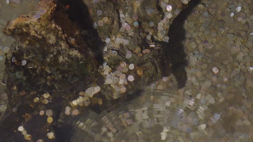 Close-up image showing clear, shallow water flowing over rocks, enhanced by numerous coins thrown by visitors, creating a picturesque and serene scene, often linked with the tradition of making wishes