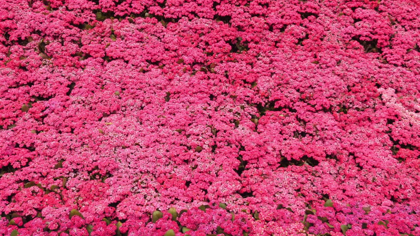 Vibrant field of blooming pink flowers creating beautiful and colorful natural background, showcasing beauty of nature and springtime, Floral Abundance and Natural Beauty.