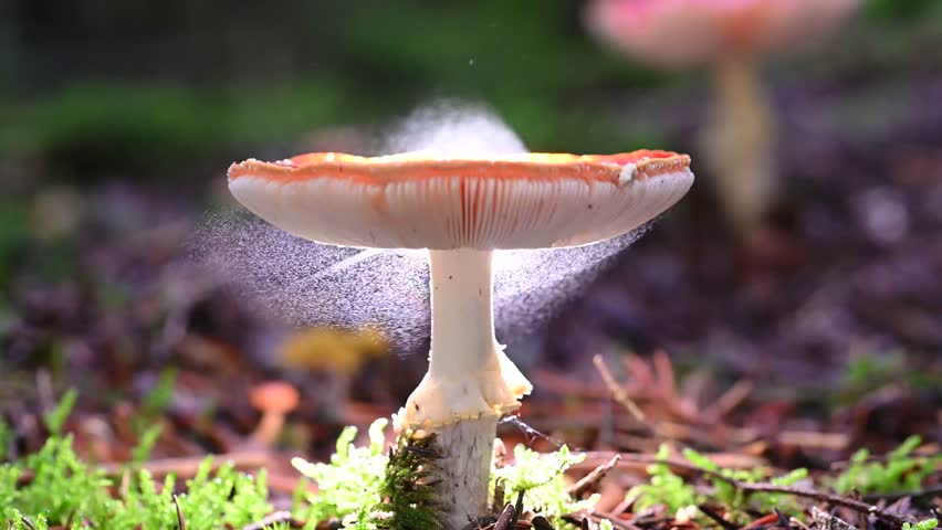 Amanita muscaria - Fly agaric release spores. Mushrooms are releasing billion spores - They make wind to carry their spores