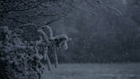 Snowy Tree Branches in Winter Forest Scene - Powered by Shutterstock - Get 15% off with code: PIKWIZARD15