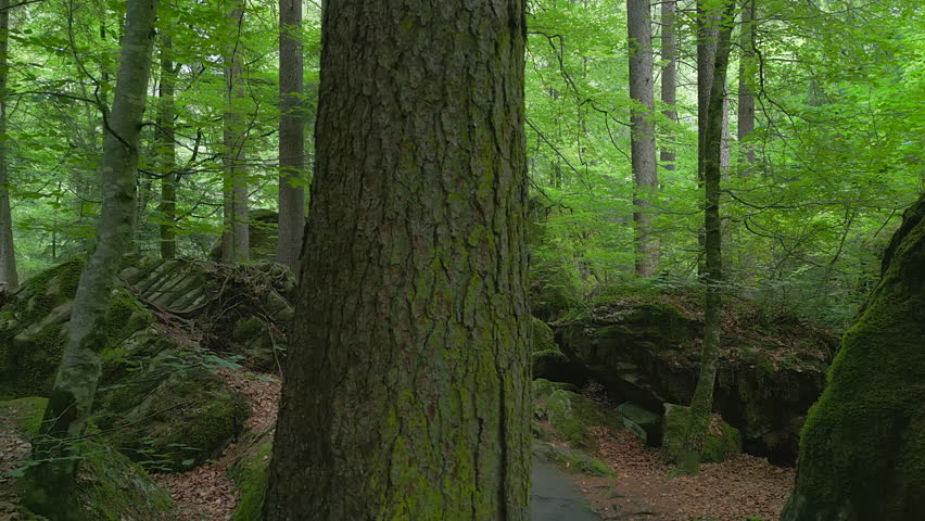 Stroll through a serene forest path surrounded by majestic trees and lush greenery