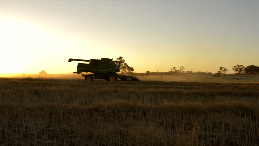 The sun setting on an farmer harvesting a canola crop, that has been swathed