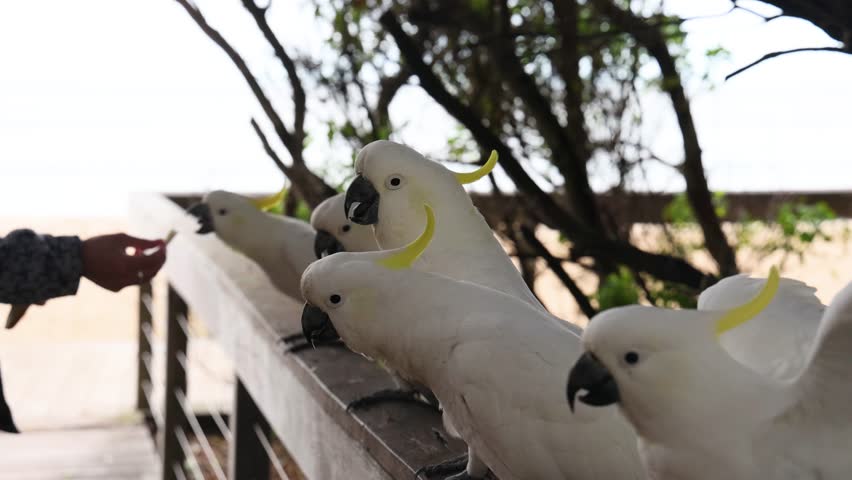 Person feeding yellow-crested cockatoos on a wooden railing