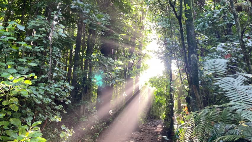 Golden afternoon sunlight filtering through tall trees to the forest floor in New Zealand