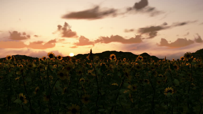 Sunflower field at sunrise, camera fly over