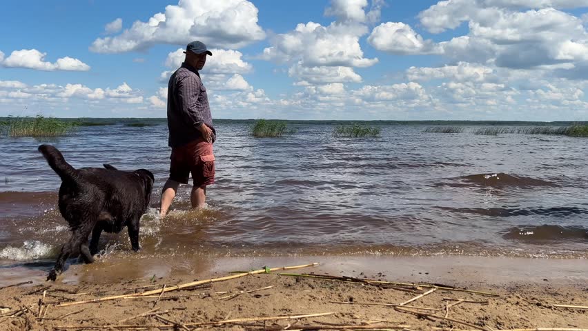 man and two chocolate Labradors walk on the shore of a clear lake on a summer day, running on the water. wet, happy dogs and their owner spend time together.