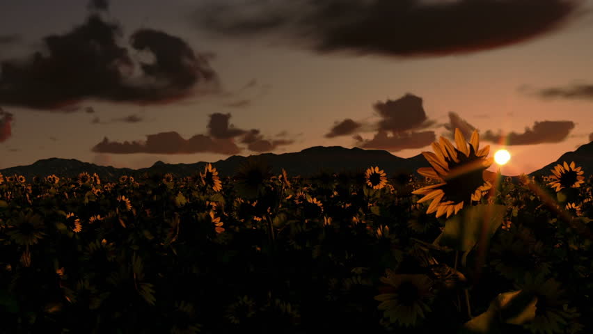Sunflower field, time lapse sunrise, night to day