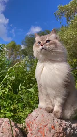 This video features a stunning white cat with piercing blue eyes, sitting gracefully on a rock in a lush green field. The cat