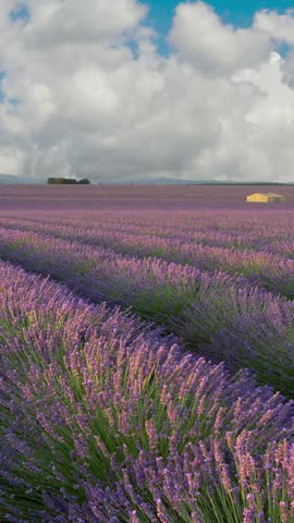 Panoramic shot of endless lavender field in Provence, France. Blooming violet fragrant lavender flowers swaying on wind. Running clouds background. High quality shot, Vertical Video 
