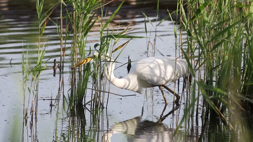 Great egret, Ardea alba. Early morning bird fishing in the river in shallow water