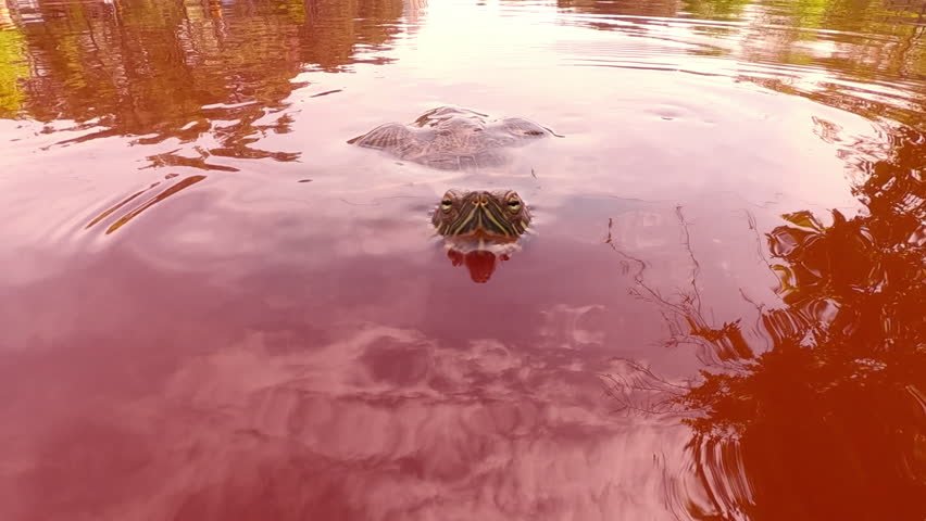 Close-up of curious Pond Slider floats on surface of red water and looks at camera, during very large blue-green algae blooms, Slow motion. Pond Slider or Red-eared Slider Turtle (Trachemys scripta)