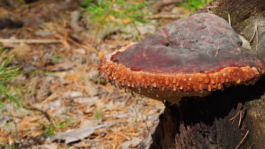 A brown mushroom on a stump, a mushroom in the dew. The mushroom is melancholic. A tree mushroom on a stump. Liverworm is a common fungus.