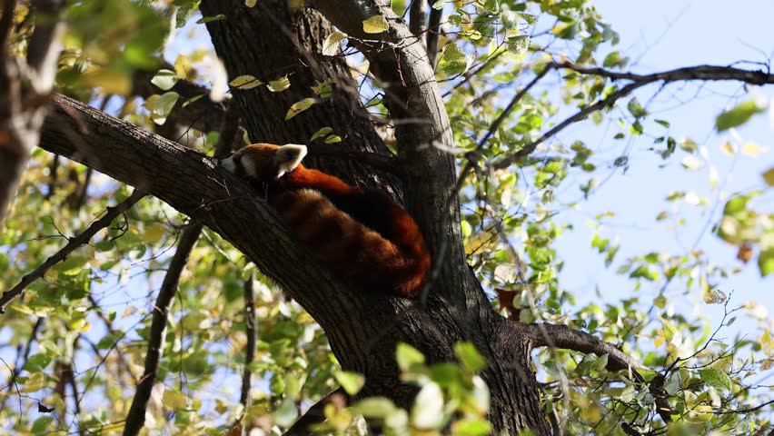 Red panda climbing tree in Melbourne Zoo