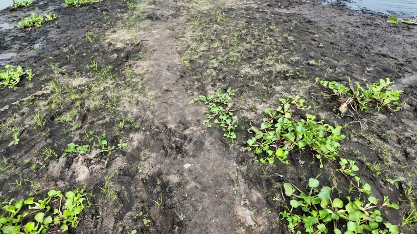 Muddy Path Near Water on a Summer Day
