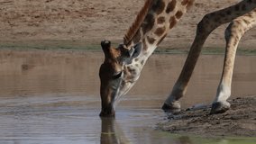  Giraffe drinking close up in Kruger National Park - Powered by Shutterstock - Get 15% off with code: PIKWIZARD15