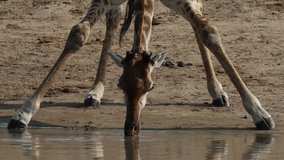 giraffe drinking water in a waterhole - Powered by Shutterstock - Get 15% off with code: PIKWIZARD15