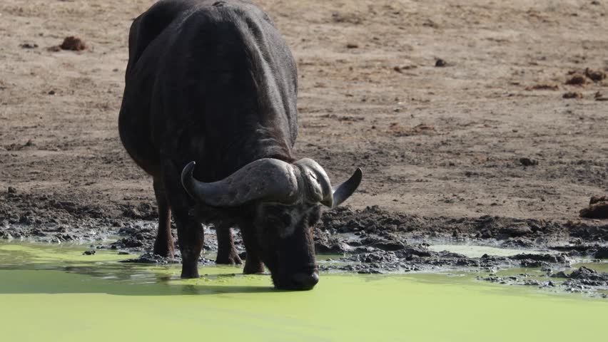 a Buffalo drinking water from a waterhole filled with green algae
