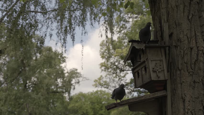 two gray pigeons sit on a carved wooden birdhouse in a city park and watch. city ​​birds the bird looks into the camera. animal feeder, care for living creatures.
