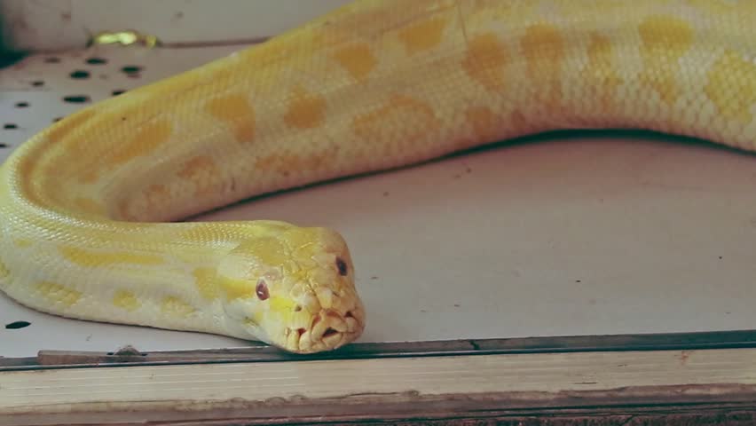An albino burmese python or Python bivittatus slithering slowly off a table