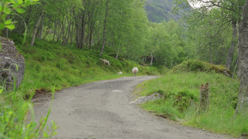 Two hikers walk along a forest path in Innerdalen, Norway