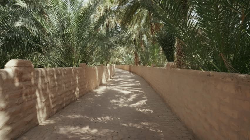 A narrow aisle passing through palm trees plantation in Al-Ain Oasis on a sunny day in the city of Al Ain, Abu Dhabi, United Arab Emirates