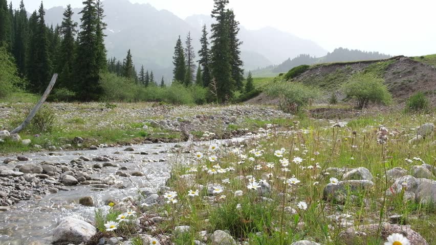 A mountain river runs through a gorge among the field, of daisies against the backdrop of a spruce forest and high mountains in summer. Tekes Gorge, Trans-Ili Alatau in Tian Shat Kazakhstan