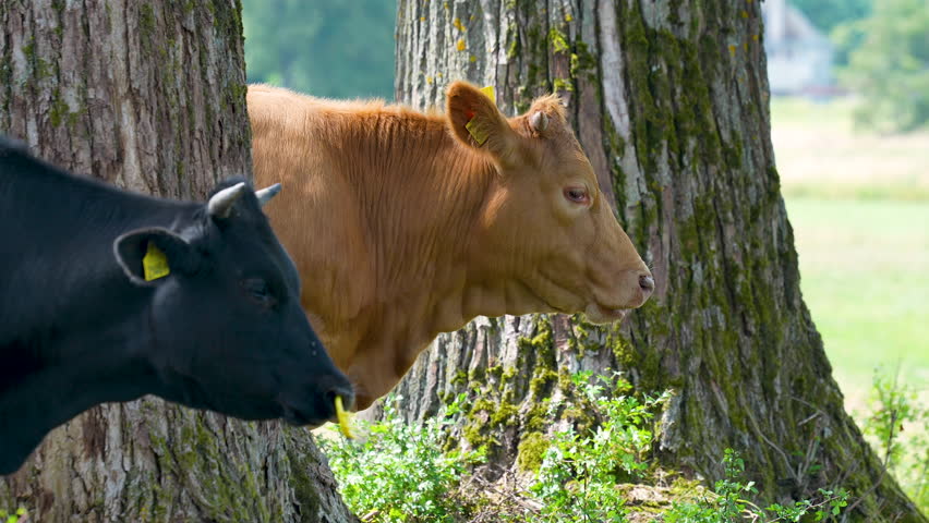 Black and brown cows standing side by side in the shade of trees, displaying their relaxed demeanor in a serene rural setting