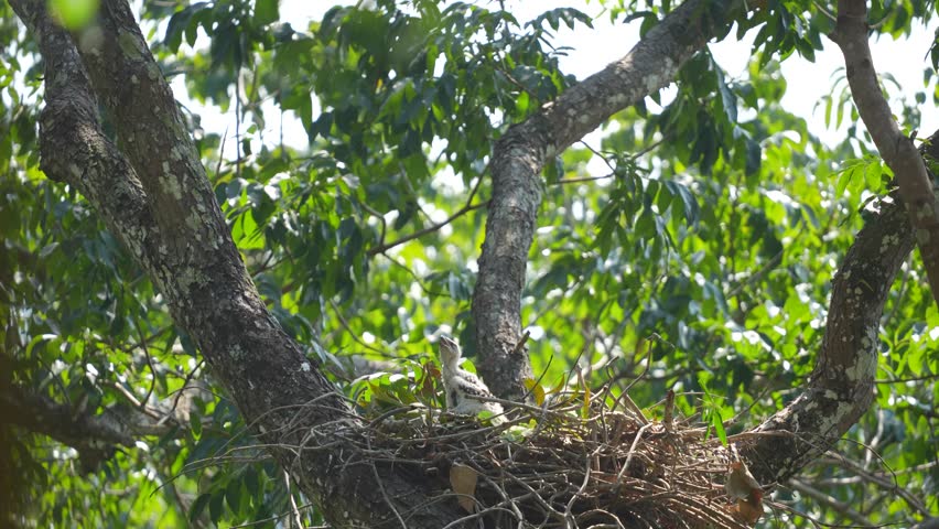 Changeable hawk-eagle baby birds wait for their parentd in the nest