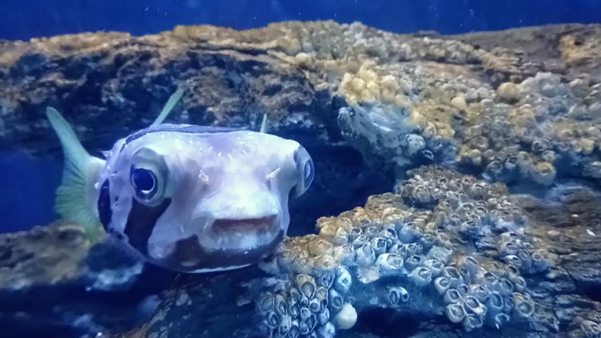 Diodon liturosus, Black blotched porcupinefish