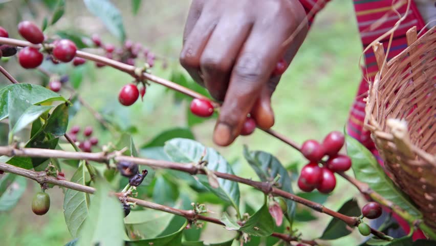 Mans harvesting coffee in Ethiopia, Africa