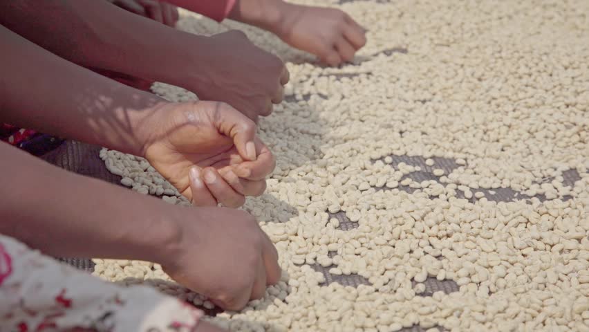 Mans harvesting coffee in Ethiopia, Africa