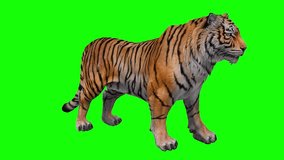 Tiger Premium Quality green screen 4k,4K resolution video. Pro Video. Realistic rain. 4K High quality footage. over chroma key green screen. with chroma key green screen background. Animation. - Powered by Shutterstock - Get 15% off with code: PIKWIZARD15