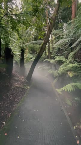Otways Forest at Great Ocean Road, Australia